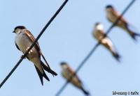 Почему птиц, сидящих на высоковольтных проводах, не убивает током?